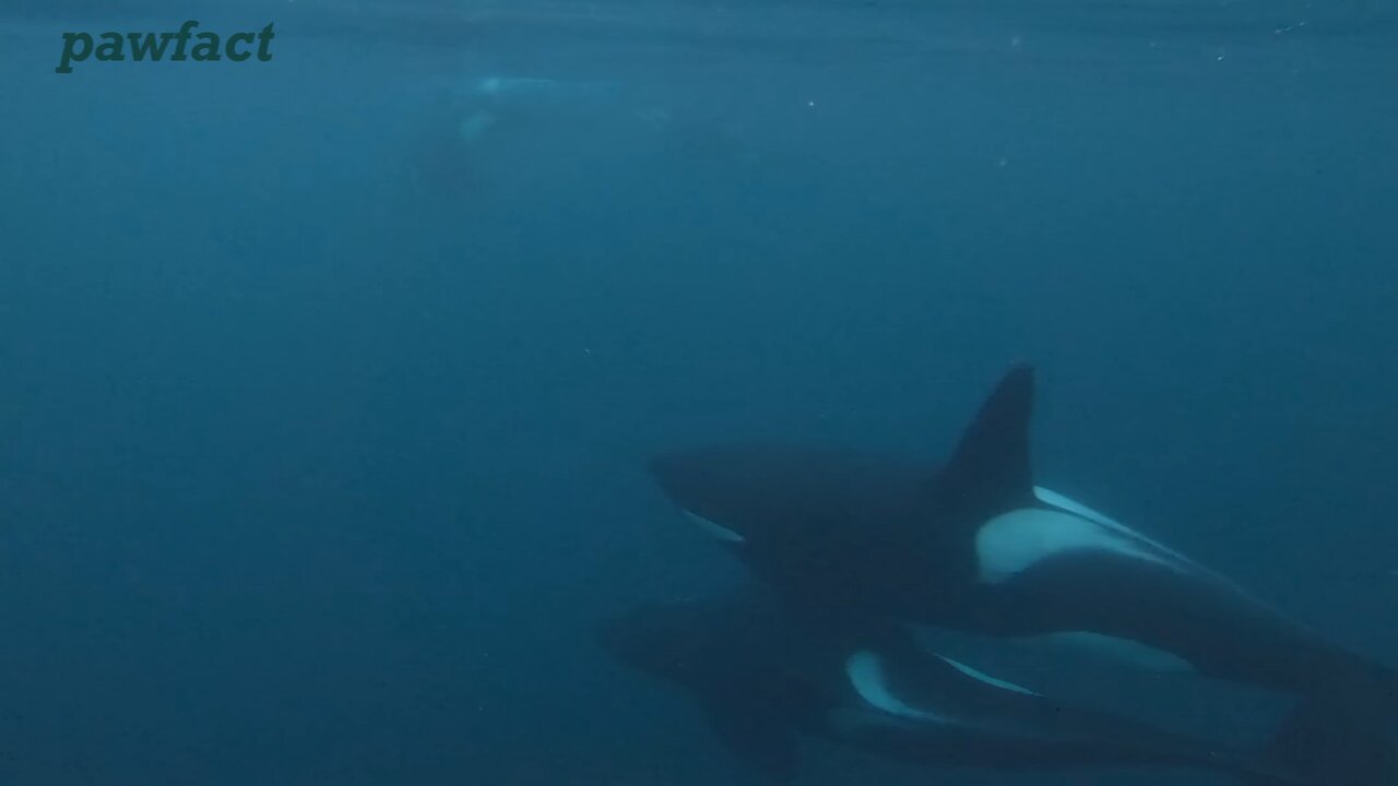 tears of the wild: can animals die of grief?