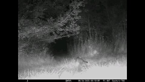 Deer Cam 08 26 2025 Raccoons Game Cam Trail Cam