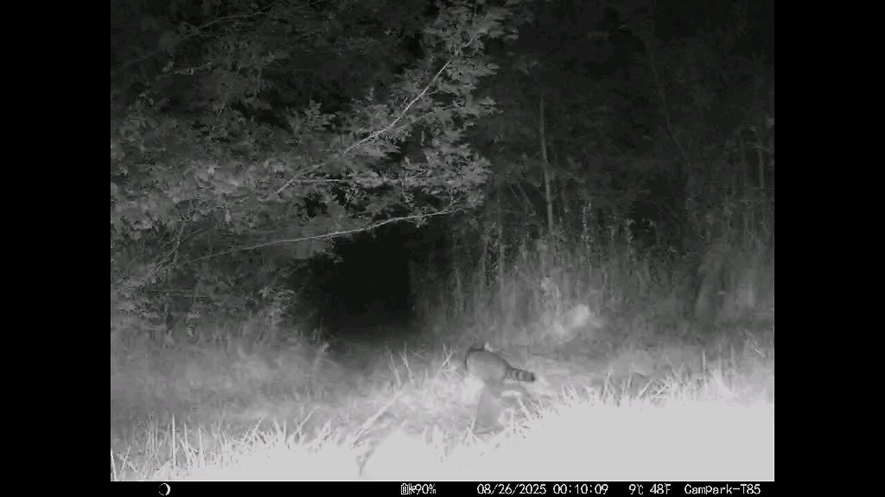 Deer Cam 08 26 2025 Raccoons Game Cam Trail Cam