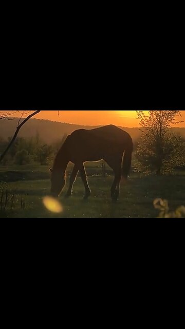 TAKING THE YOKE OF JESUS - DAILY DEVOTIONAL ❤️