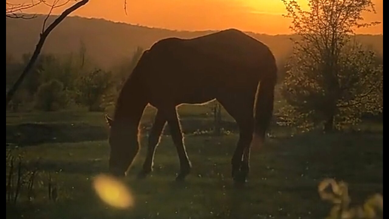 TAKING THE YOKE OF JESUS - DAILY DEVOTIONAL ❤️