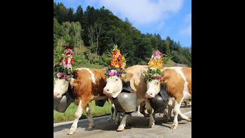 Cowbells [Texas German Longhorn Remix]