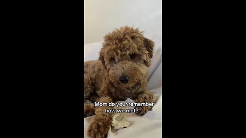 The First Time We Met 🐾 | Puppy Love Story That Melts Hearts