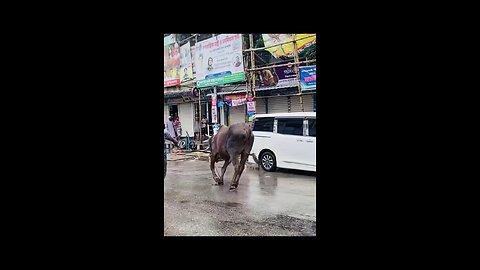 pagla cow from Bangladesh funny
