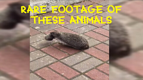 RARE FOOTAGE of mother and baby hedgehogs 🦔