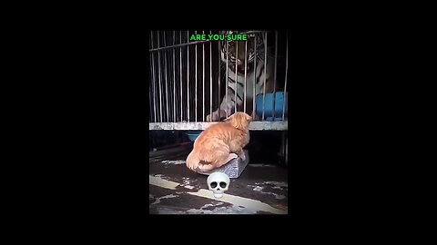 Ozzie cats foryou #cats #viral #foryou