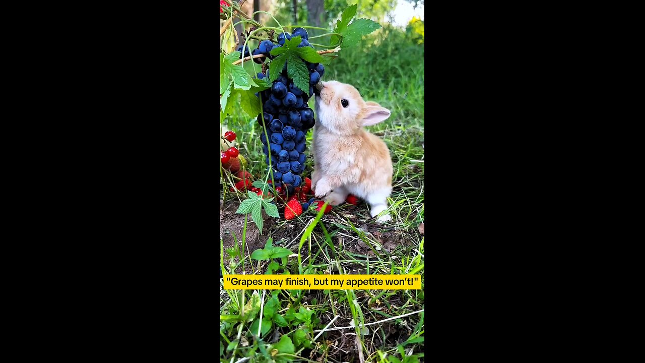 #FunnyBunny#GrapeLover#BunnyEatsGrapes#CuteRabbit#AnimalFun#ViralShorts