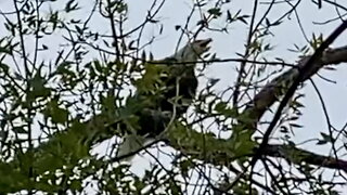 Sounds from a Bald Eagle