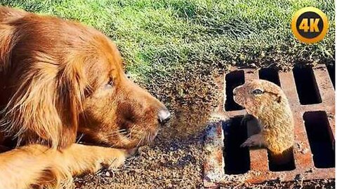 FUNNIEST Pets of 2025...So Far 😂 | BEST Animal Videos