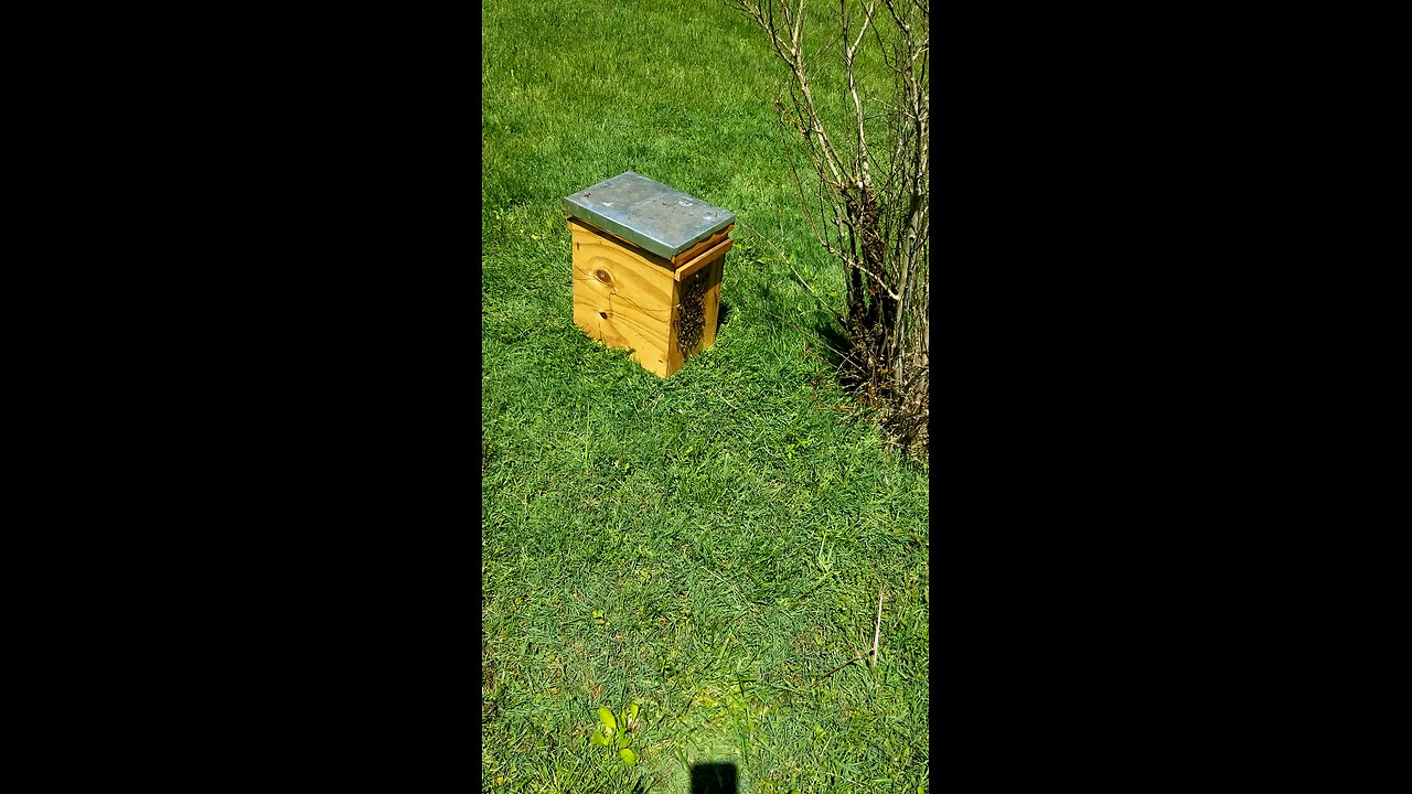 my second swarm of the year 4.27.25