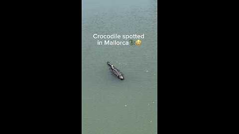 Crocodile in Mallorca! 😳🐊