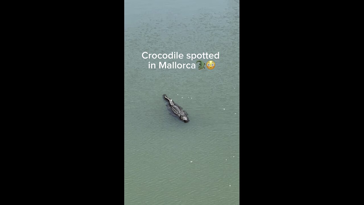 Crocodile in Mallorca! 😳🐊