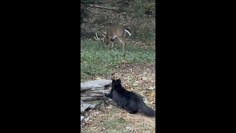 8 point in the garden