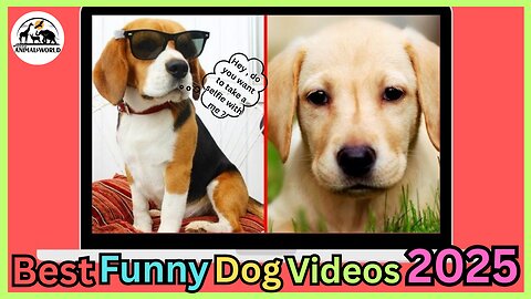 🤣 Cute and Funny Animal Videos 🤣