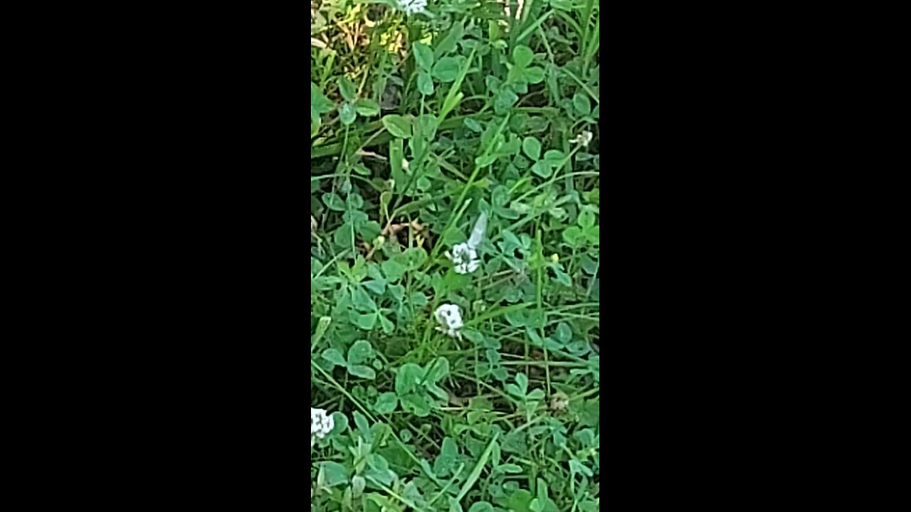 butterfly 4of6