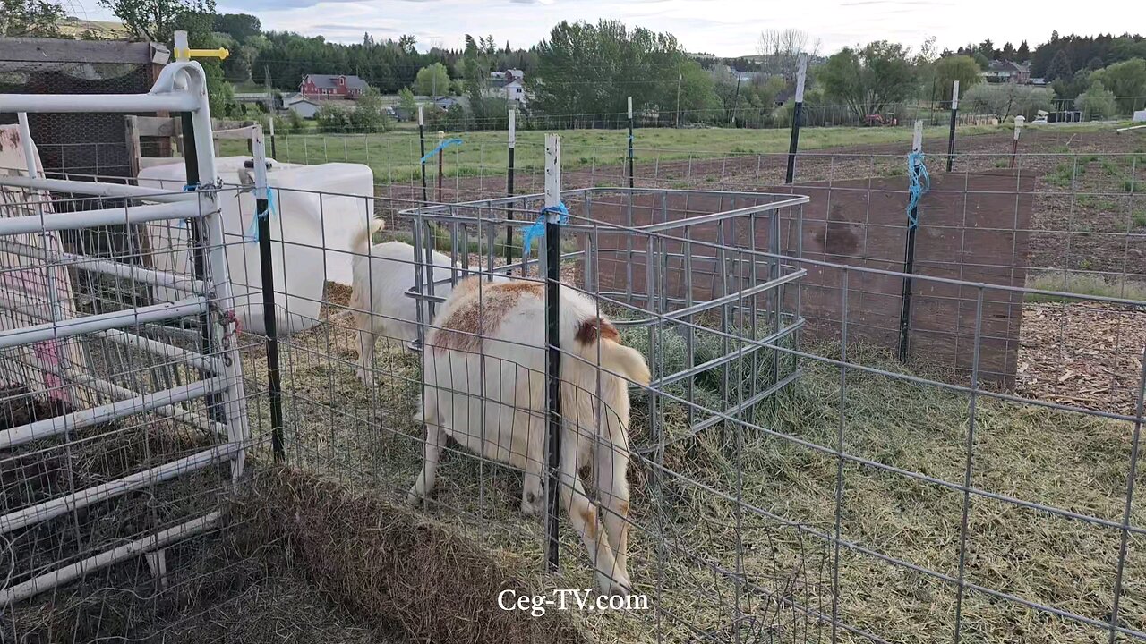 Graham Family Farm: 6:20 PM May 13 2025