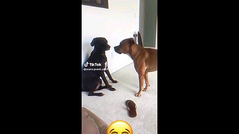 Funny animals 😂