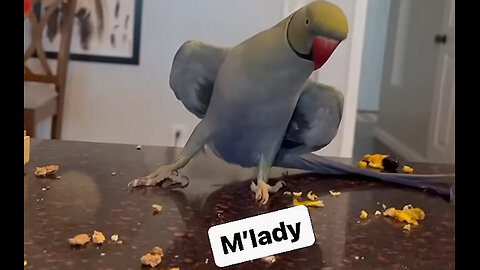The World's Most Polite Parrot