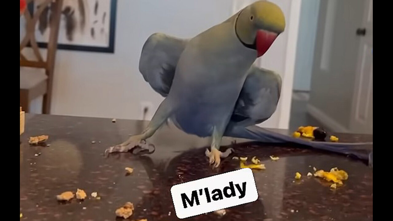 The World's Most Polite Parrot