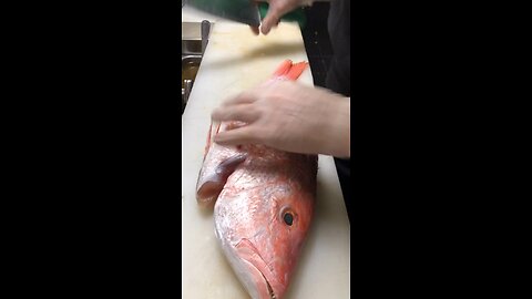 RED SNAPPER