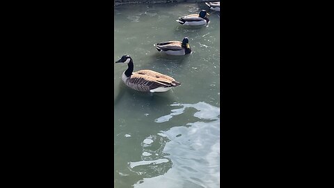 Mallard Ducks 🦆 & Canada Goose 🪿 #mallardducks #canadagoose #followme #shorts #viral #trending