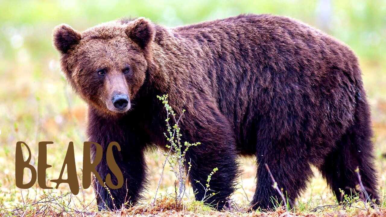 Animal World | BEARS | Video and Relaxing Music