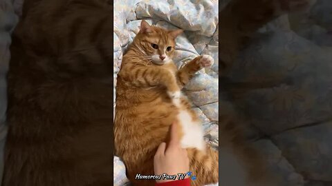 Funny Pet Shenanigans! 🐾😄
