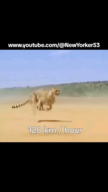 Testing the Cheetah's Incredible Running Speed