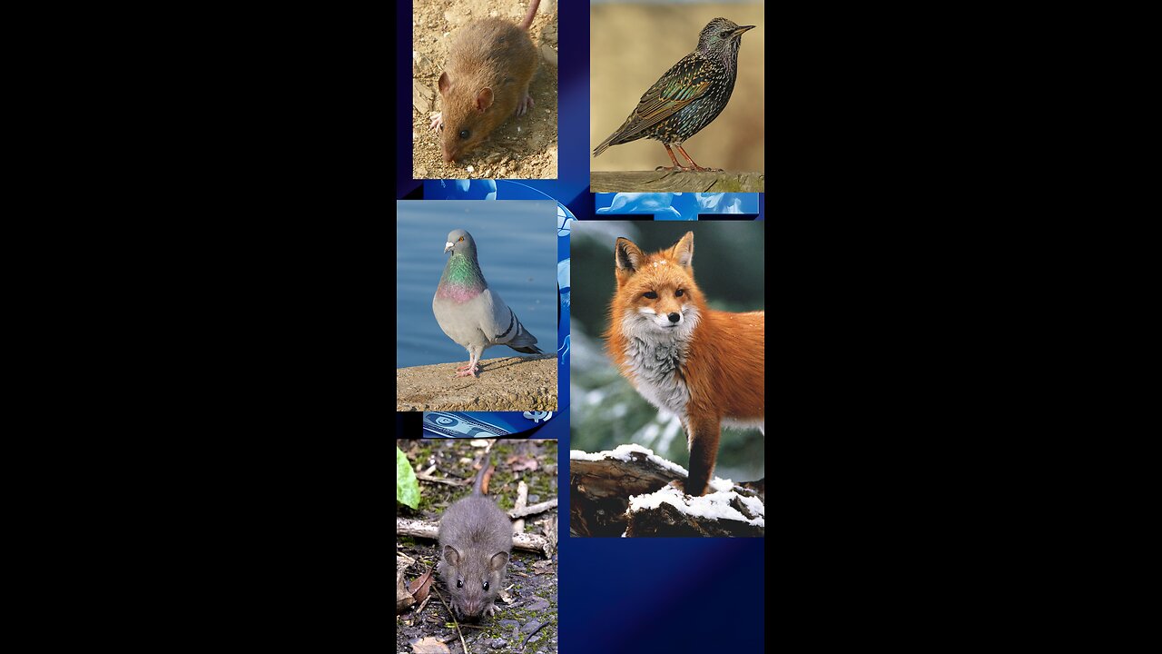 Animals That Are Least Vulnerable to Extinction