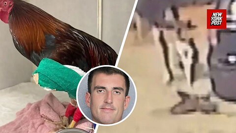 Florida man arrested for sick attack on beloved local rooster