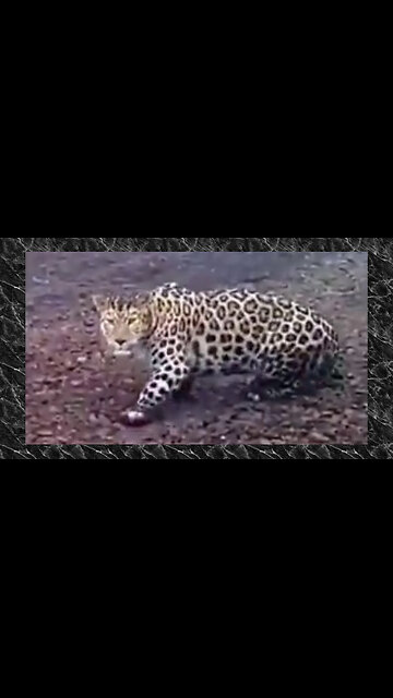 Rare Amur Leopard spotted in Russia
