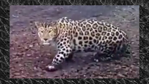 Rare Amur Leopard spotted in Russia