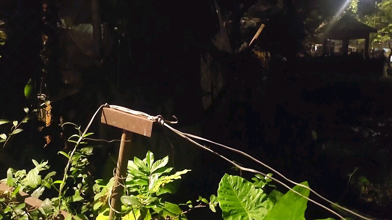 Symphony of Frogs and Crickets! HongKong village life