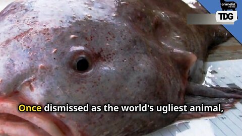 Blobfish Goes from Ugly to Unstoppable: Wins New Zealand’s Fish of the Year