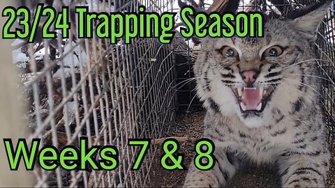 23/24 Trapping Season, Weeks 7 & 8!