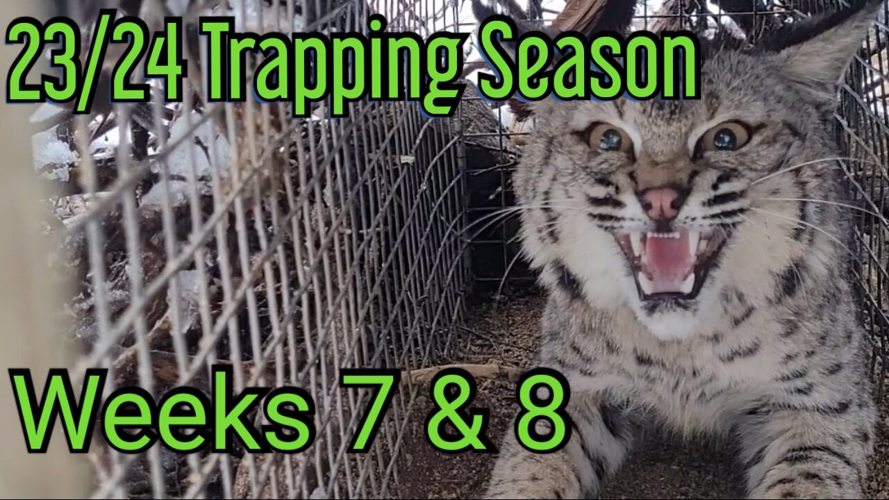 23/24 Trapping Season, Weeks 7 & 8!