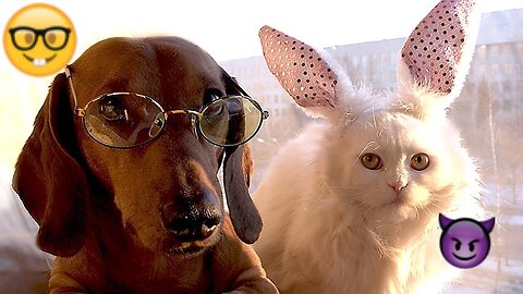 2025’s Funniest Dogs & Cats 😂 You Won’t Stop Laughing! | You Laugh You lose 😍😸😹 #Ep16