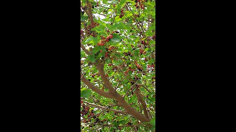 Mulberry tree fruit