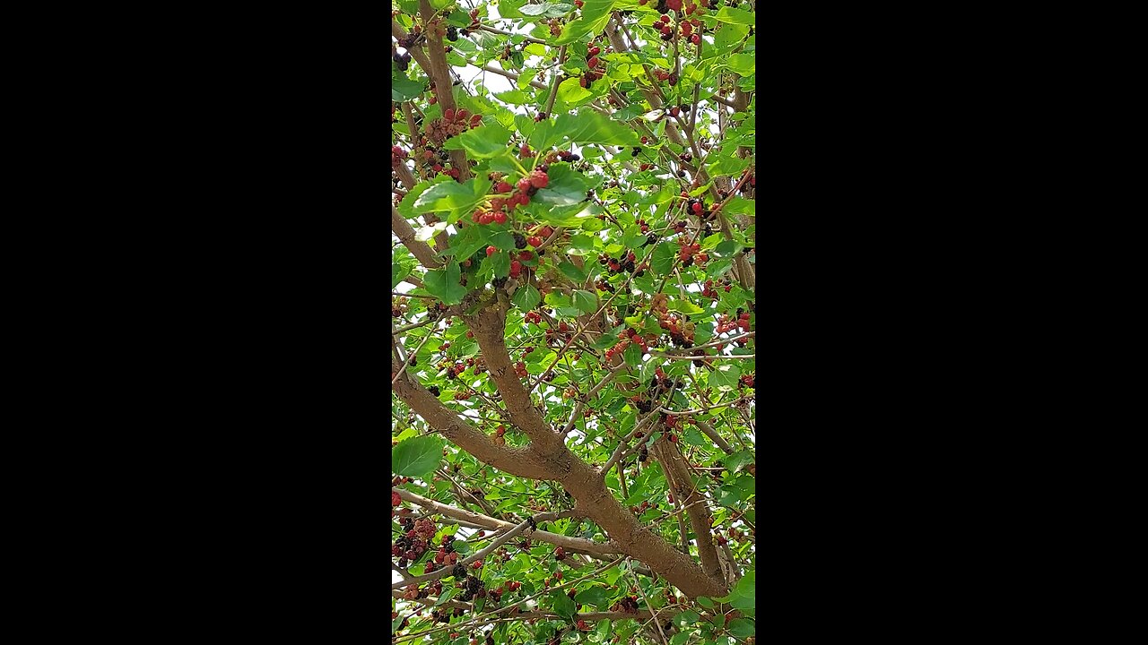 Mulberry tree fruit