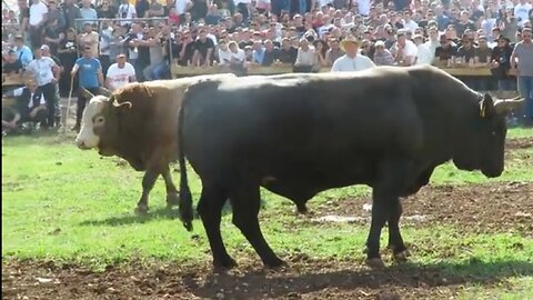 Ljuban od braće Šljivić vs Crni od Lončara Posušje 2025