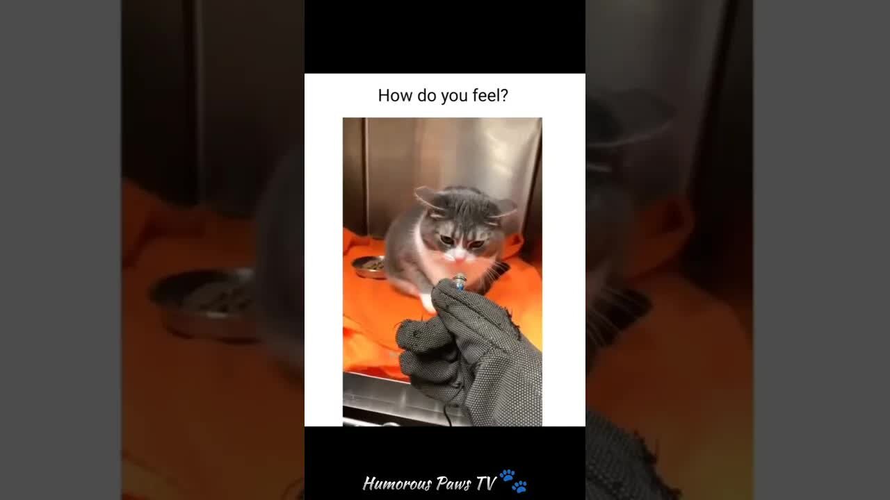 Funny animals 2024😂- Funniest Cats and Dogs Video😹🐶