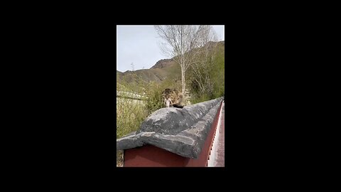 a cat with rish