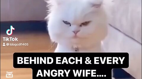 Grumpy Cat: Married Edition 😾💍