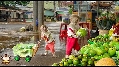YiYi takes YinYin to harvest avocados to sell and buy flower vases to apologize to mom