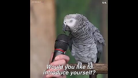speaker bird