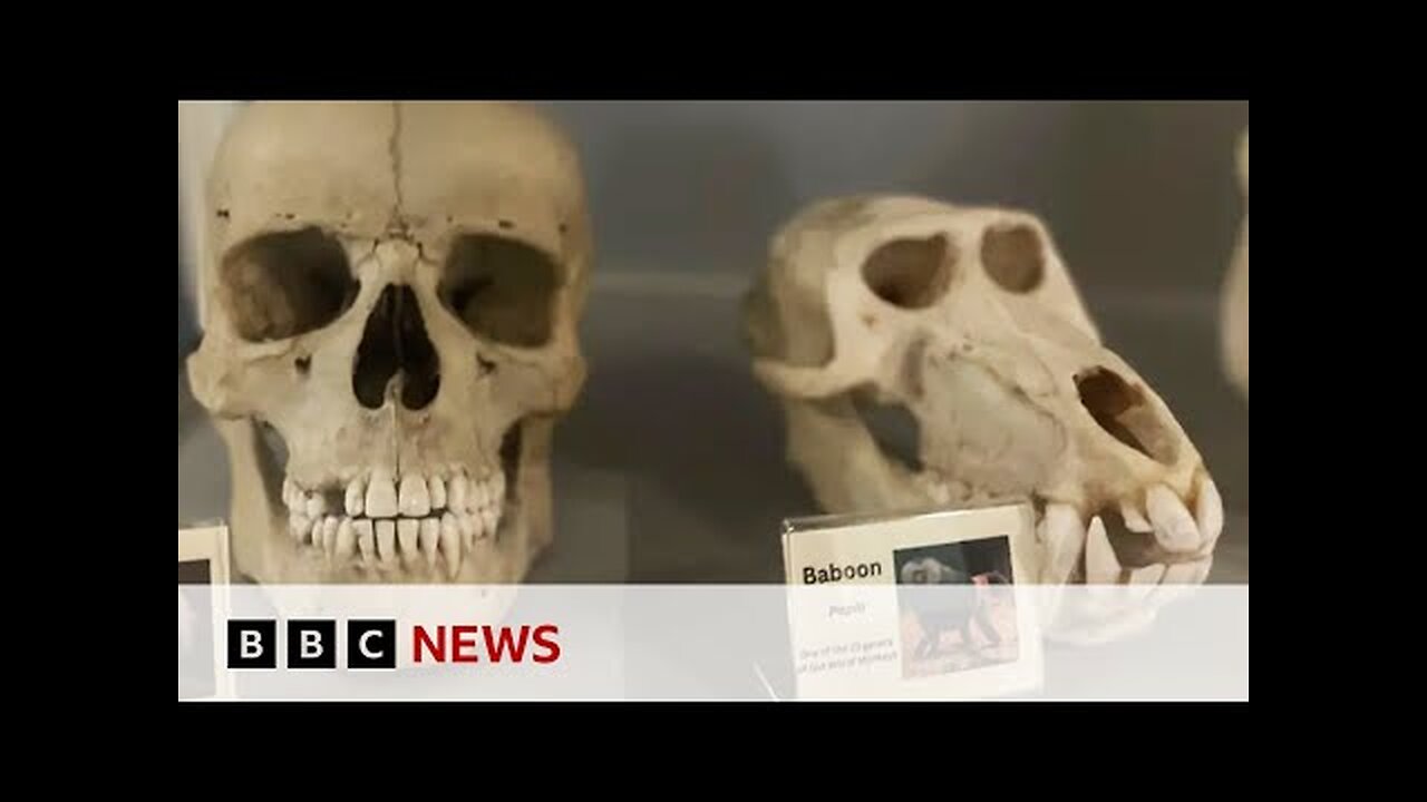British scientists grow human tooth in a laboratory | BBC News