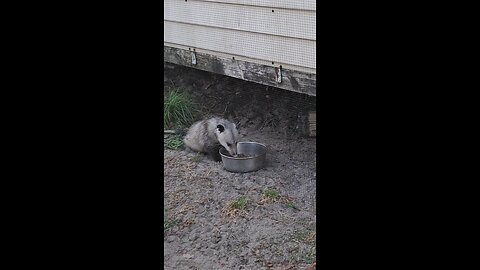 opossum and chicken