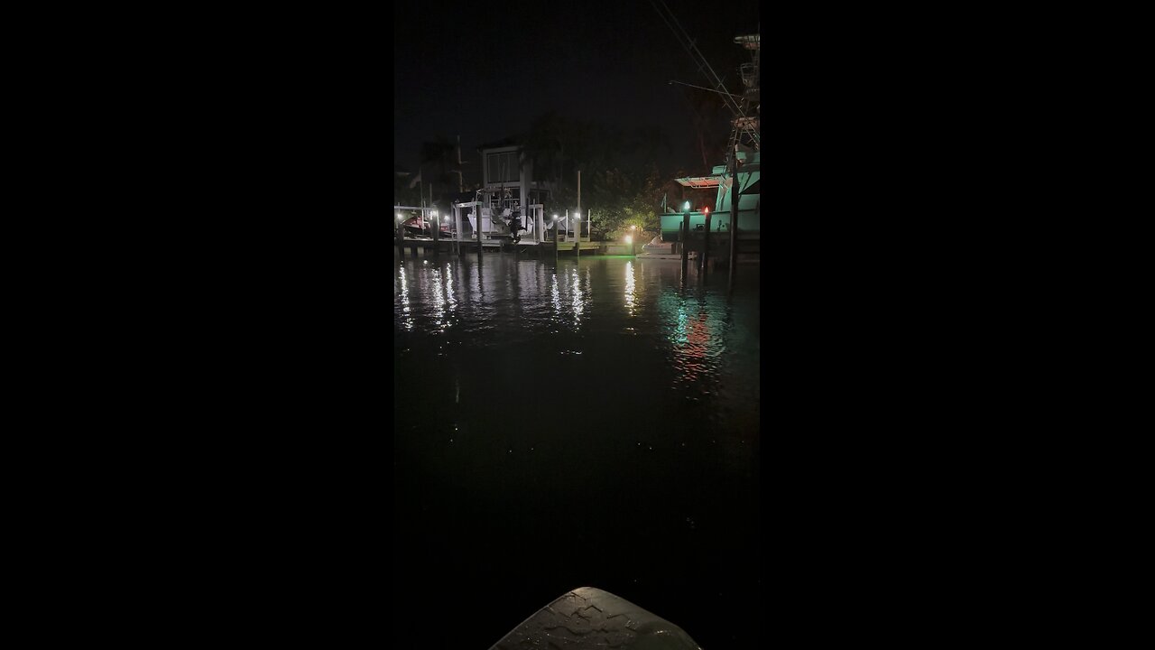 Dolphins On The Prowl! | 4K