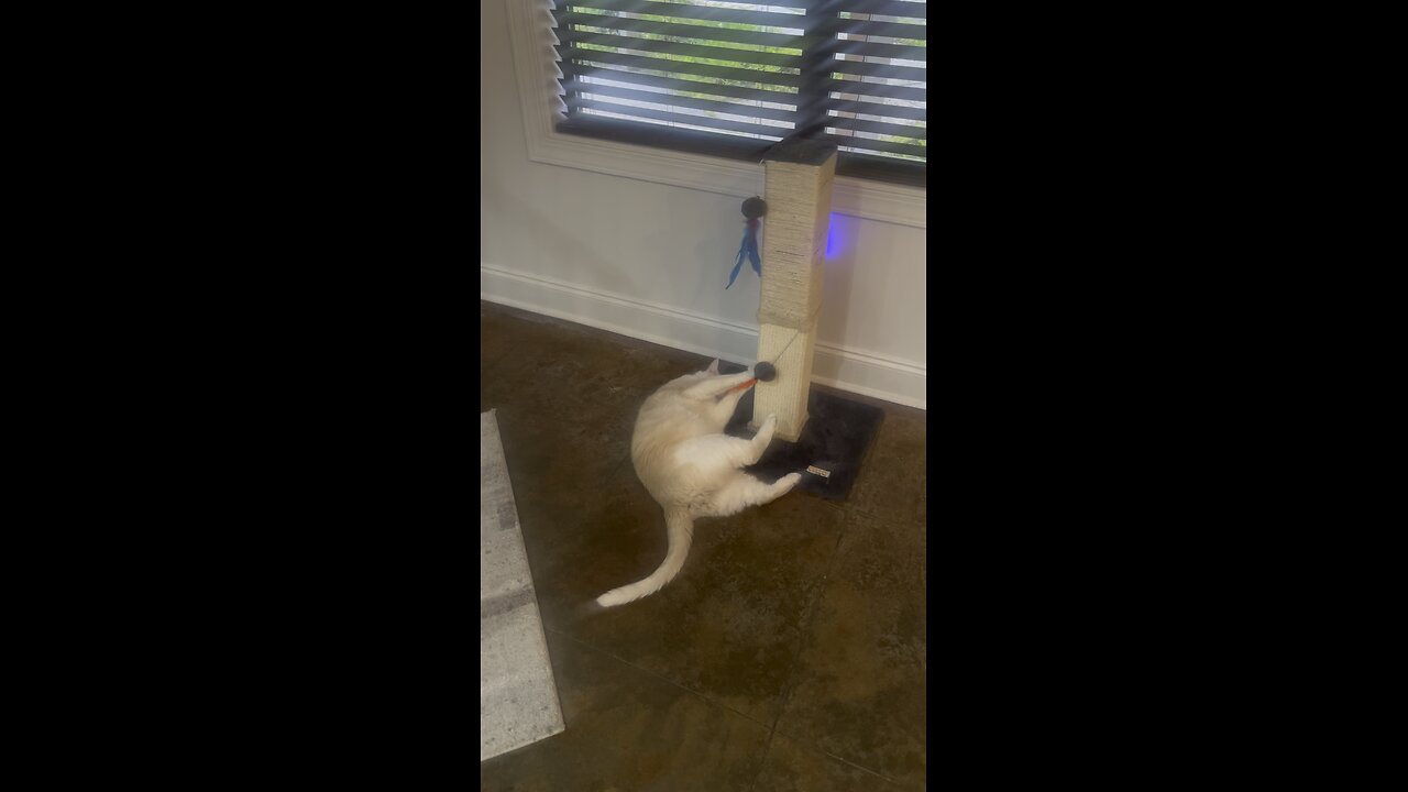 Big Jerry 🐈