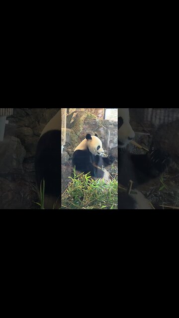🐼#panda #adelaidezoo #australia